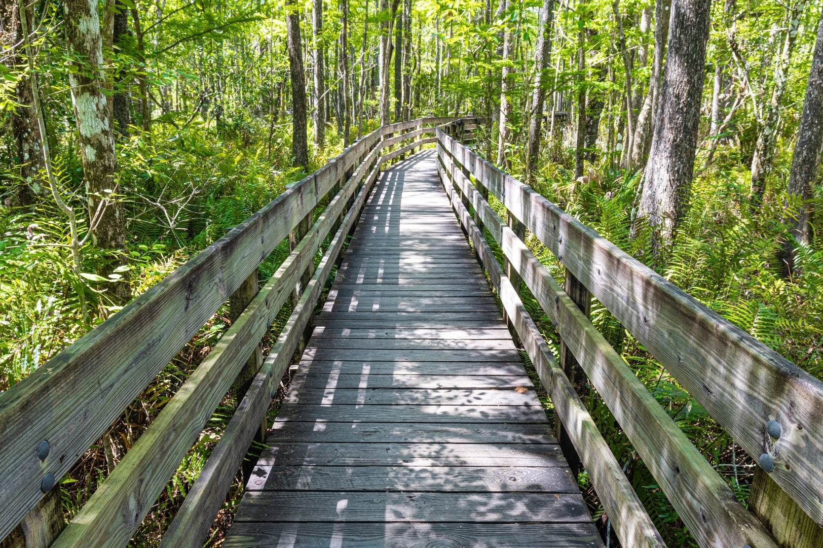 Wooden boardwalk through the forest on a Florida hiking trail